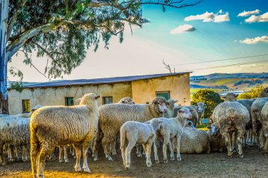 Güney Afrika 'da Midlands' ta bir çiftlik otlağındaki şirin Merino koyunu Bakra bayramı ya da Kurban Bayramı için hazır.