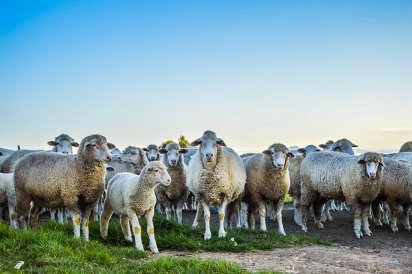 Cute Merino sheep in a farm pasture land in Midlands in South Africa ready for Bakra eid or Eid al adha
