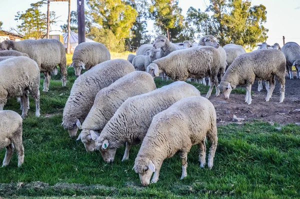 Cute Merino sheep in a farm pasture land in Midlands in South Africa ready for Bakra eid or Eid al adha