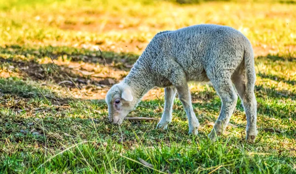 Aranyos Merino Juhok Egy Gazdaságban Legelő Föld Midlands Dél Afrikában — Stock Fotó