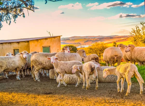 Cute Merino Sheep Farm Pasture Land Midlands South Africa Ready — Stock Photo, Image