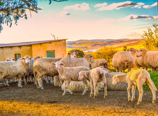 Cute Merino sheep in a farm pasture land in Midlands in South Africa ready for Bakra eid or Eid al adha