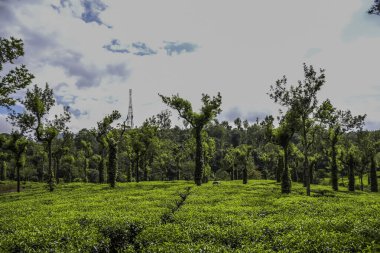 Munnar Kerala Hindistan 'da yemyeşil çay tarlası.
