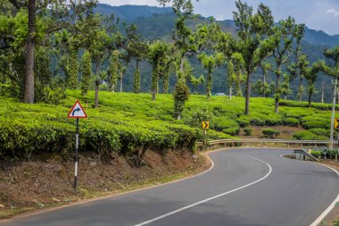 Munnar Kerala Hindistan 'da yemyeşil çay tarlası.
