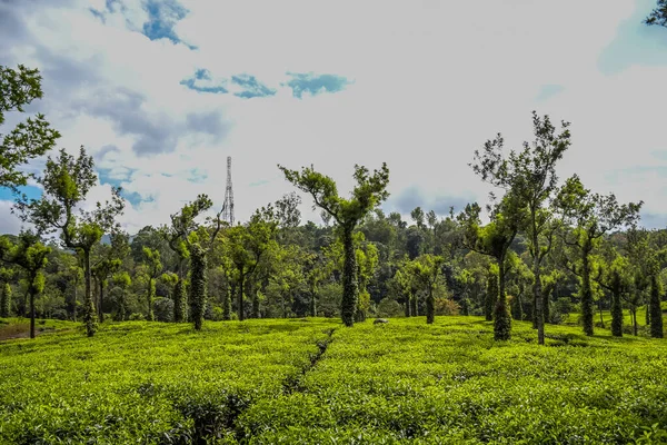 Lysande Grönt Plantage Landskap Munnar Kerala Indien — Stockfoto