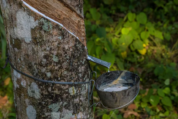 Rubber elastic latex extracted from Rubber tree Kerala India