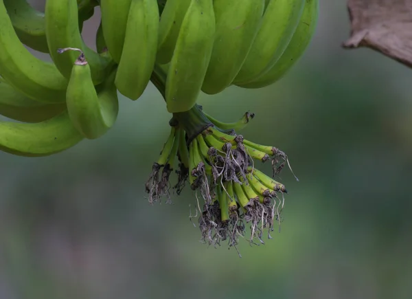 Organic Fresh Banana Fruit Bunch Hanging Banana Tree Pantation — 스톡 사진