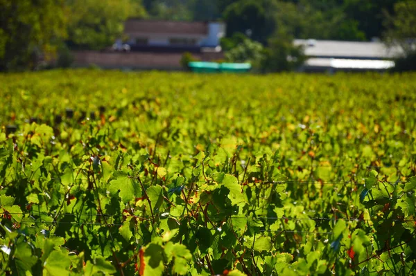 Viña Uva Pinotage Plantación Vino Stellenbosch Ciudad Del Cabo Sudáfrica — Foto de Stock