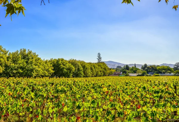 Pinotage Druva Vingård Och Vinplantage Stellenbosch Cape Town Sydafrika — Stockfoto