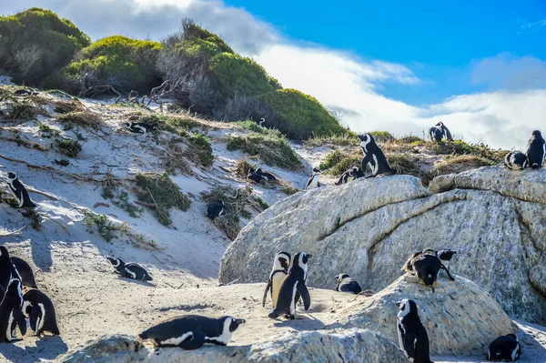 西蒙小镇海景镇巨石海滩上的非洲海景企鹅群 — 图库照片