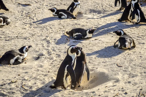 西蒙小镇海景镇巨石海滩上的非洲海景企鹅群 — 图库照片