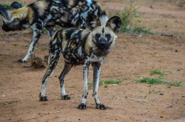 Afrika vahşi köpeği (Lycaon pictus), Afrika av hayvanı veya Afrika boyalı köpeği veya doğal koruma alanında boyanmış kurt olarak da bilinir.