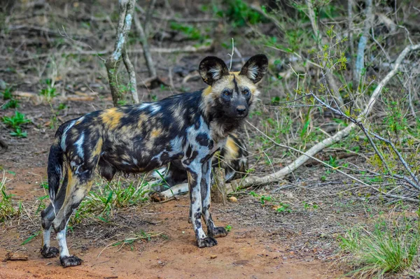 Portrait of African wild painted dog or Lycaon Pictus taken during a safari in a nature reserve in South Africa