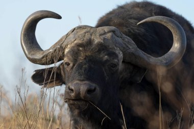 Rietvlei Doğa Koruma Alanında Büyük Boynuzlu Afrika Bufalosu portresi