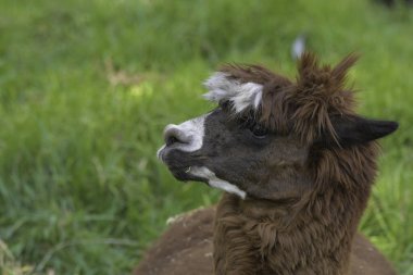 Alpaca, Güney Afrika 'daki bir çiftlikte izole edilmiş portre.