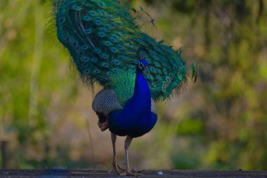 Bir Hint ya da Asyalı tavus kuşu ya da vahşi doğada bir erkek Peafowl portresi