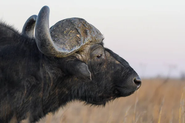 Retrato Toro Búfalo Africano Con Cuernos Grandes Reserva Natural Rietvlei — Foto de Stock