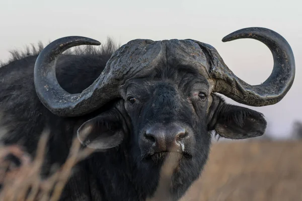 Africano Buffalo Touro Retrato Com Grandes Chifres Rietvlei Reserva Natural — Fotografia de Stock