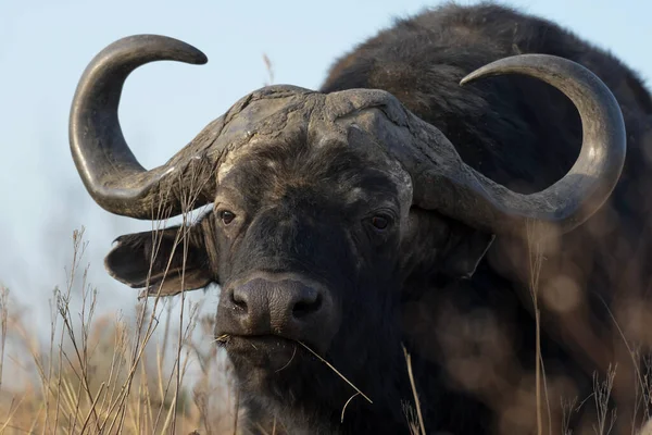 Rietvlei Doğa Koruma Alanında Büyük Boynuzlu Afrika Bufalosu portresi