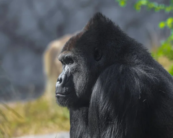 Hayvanat bahçesinde yalnız ve yalnız bir goril.
