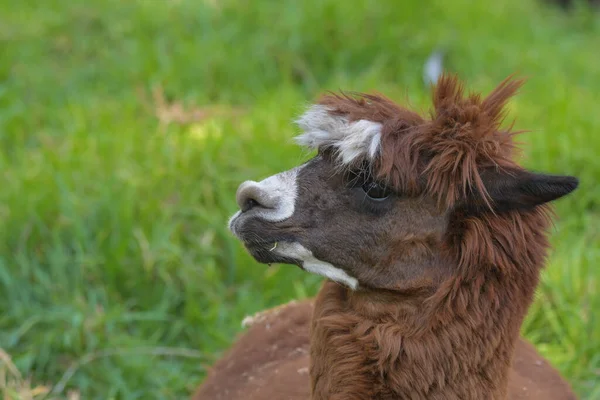 Alpaca, Güney Afrika 'daki bir çiftlikte izole edilmiş portre.