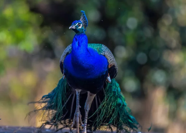 Indiai Vagy Ázsiai Páva Vagy Férfi Peafowl Portré Vad Természetben — Stock Fotó