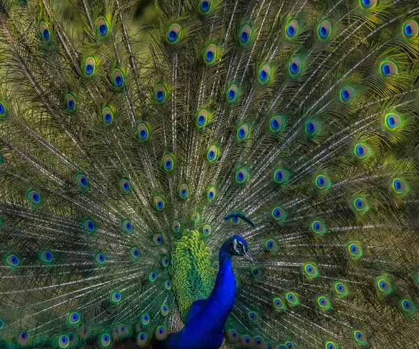 Pavão Pavão Masculino Dançando Durante Namoro Exibindo Cores Bonitas Natureza — Fotografia de Stock