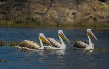 Keoladeo Ulusal Parkı 'ndaki büyük beyaz pelikan ya da pembe pelikanlar
