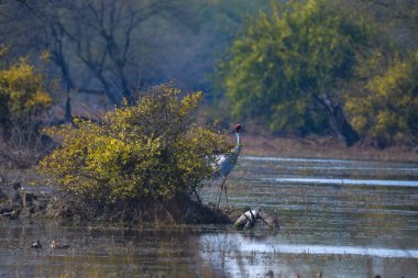 İzole edilmiş bir Sarus Crane (Grus antigone), Keoladeo ghana Milli Parkı 'nda çekilen göçmen bir kuş türüdür.