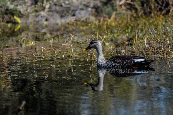 Mancha Indiana Pato Faturado Bharatpur Também Conhecido Como Parque Nacional — Fotografia de Stock