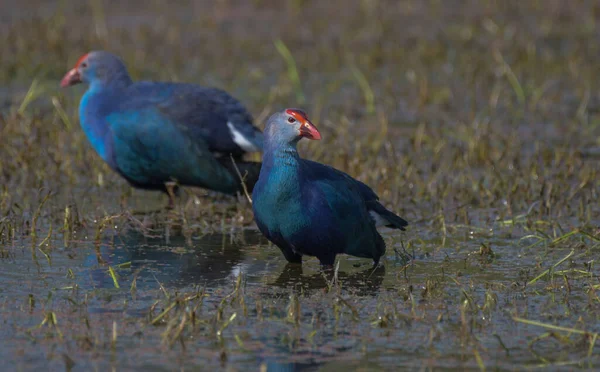 Graukopf Sumpfhuhn Oder Purpurhuhn Einem Feuchtgebiet Bharatpur Vogelschutzgebiet Indien — Stockfoto