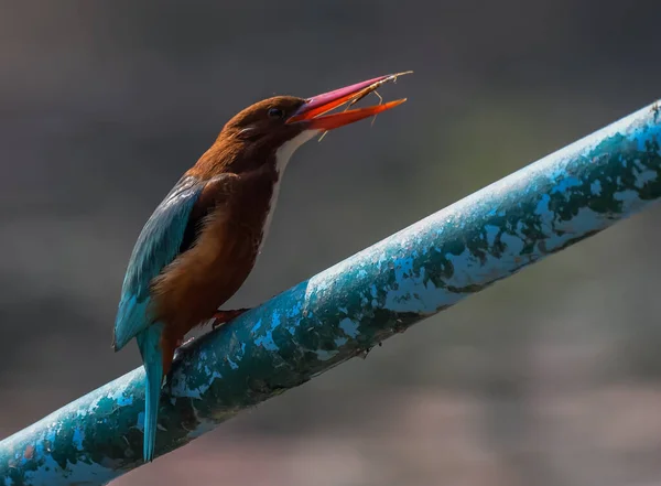 Bílý Krční Nebo Bílý Prsní Ledňáček Krmení Bharatput Ptačí Svatyně — Stock fotografie