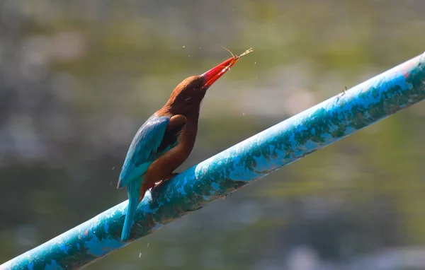 Branco Garganta Branco Peito Kingfisher Alimentação Bharatput Santuário Aves Também — Fotografia de Stock