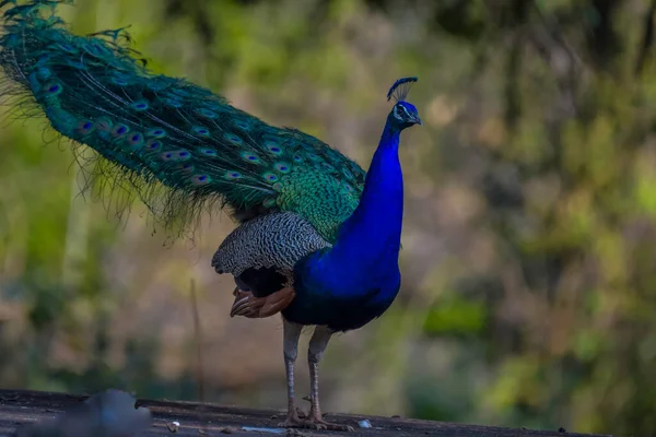 Indiai Vagy Ázsiai Páva Vagy Férfi Peafowl Portré Vad Természetben — Stock Fotó