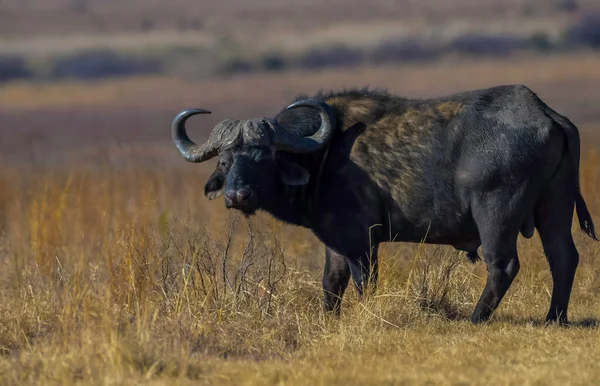 Portrait Taureau Buffalo Africain Avec Grandes Cornes Dans Réserve Naturelle — Photo