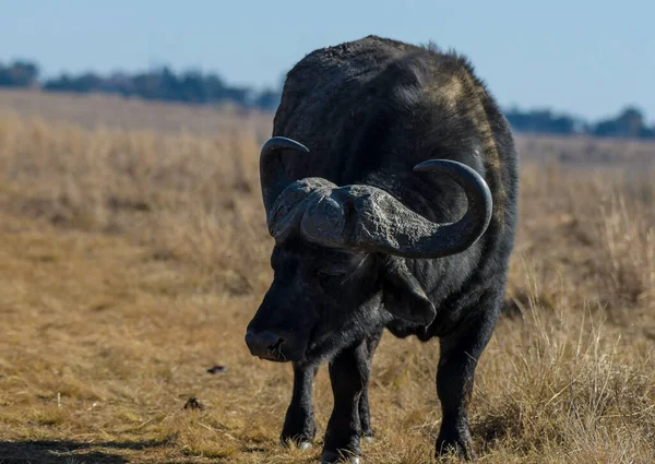 Portrait Taureau Buffalo Africain Avec Grandes Cornes Dans Réserve Naturelle — Photo