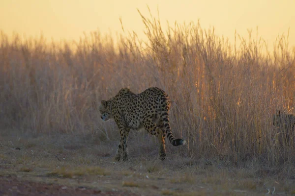 Cheetah Familj Vilt Tillstånd Vid Solnedgången Rietvlei Naturreservat Sydafrika — Stockfoto