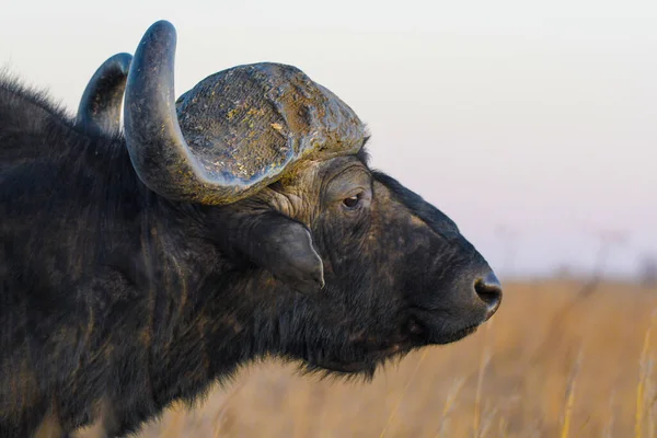 Retrato Toro Búfalo Africano Con Cuernos Grandes Reserva Natural Rietvlei —  Fotos de Stock