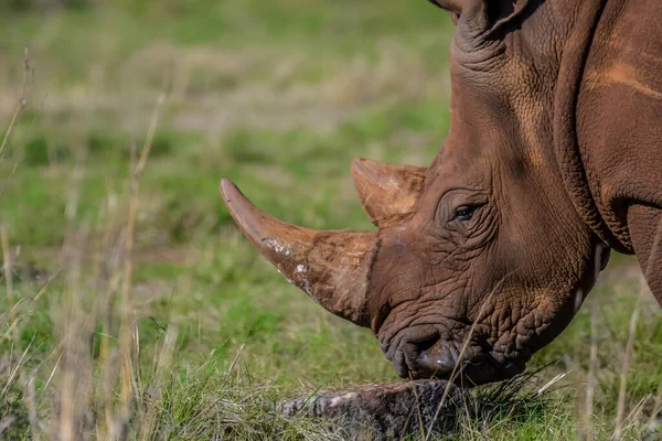 Retrato Cuerno Rinoceronte Sudáfrica — Foto de Stock