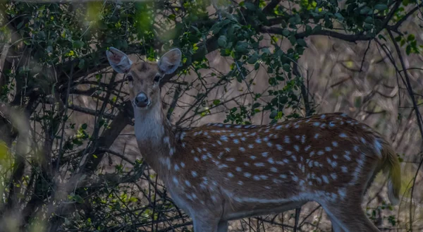 Bharatpur Vogelschutzgebiet Oder Keoladeo Ghana Nationalpark Rajasthan Indien Ein Paradies — Stockfoto