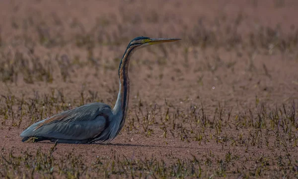Птичий Заповедник Бхаратпур Национальный Парк Кеоладео Гана Раджастхан Индии Рай — стоковое фото