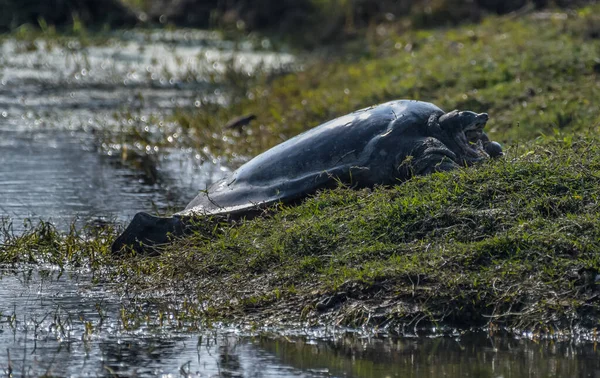 Bharatpur Fågelreservat Eller Keoladeo Ghana Nationalpark Rajasthan Indien Ett Fågelparadis — Stockfoto