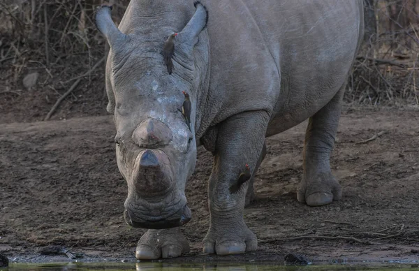 White Rhino Drinking Water Kwa Maritane Hide Pilanesberg National Park — Stock Photo, Image