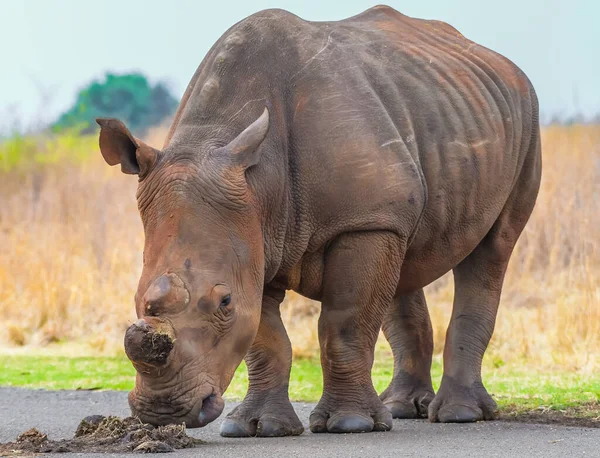 Rinoceronte Blanco Reserva Rietvlei Durante Safari Sudáfrica — Foto de Stock