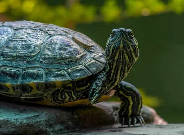 Terrapin Sköldpadda Närbild Ett Zoo Sydafrika — Stockfoto