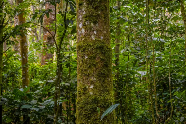 Periyar Tijger Reserve Nationaal Park Kerala India Stockfoto