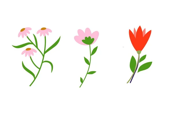 Blommor Samling Blommig Vit Bakgrund Illustrationsdesign — Stockfoto