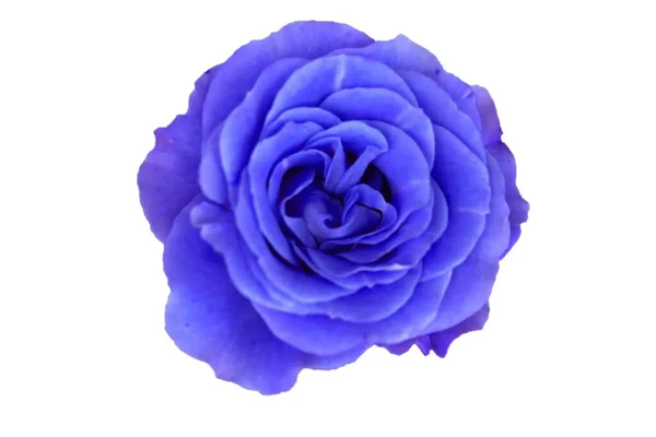 Blå Blomma Isolerad Vit Bakgrund Bild Stockbild