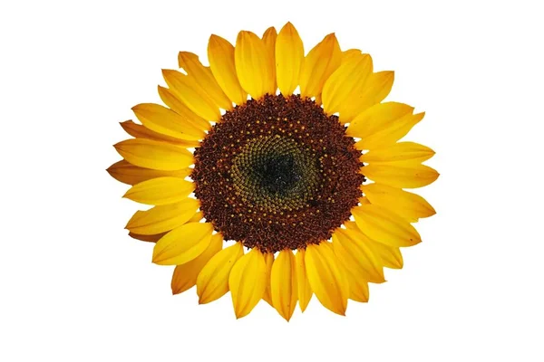 Žluté Slunečnice Izolované Bílém Pozadí Obrázek Stock Fotografie