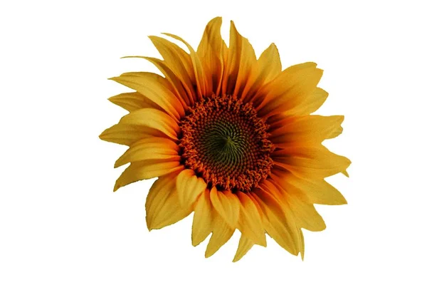 Sonnenblumenkerne Auf Weißem Hintergrund Bild — Stockfoto